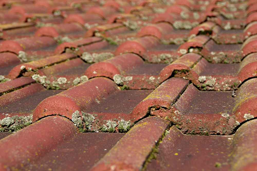 Growing moss on a tile roofing system